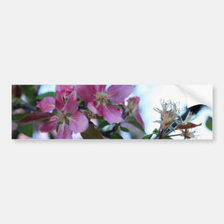 Apple Blossom Bumper Sticker