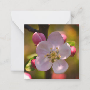 Apple Blossom Card