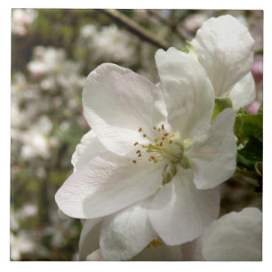 Apple Blossom Ceramic Photo Tile