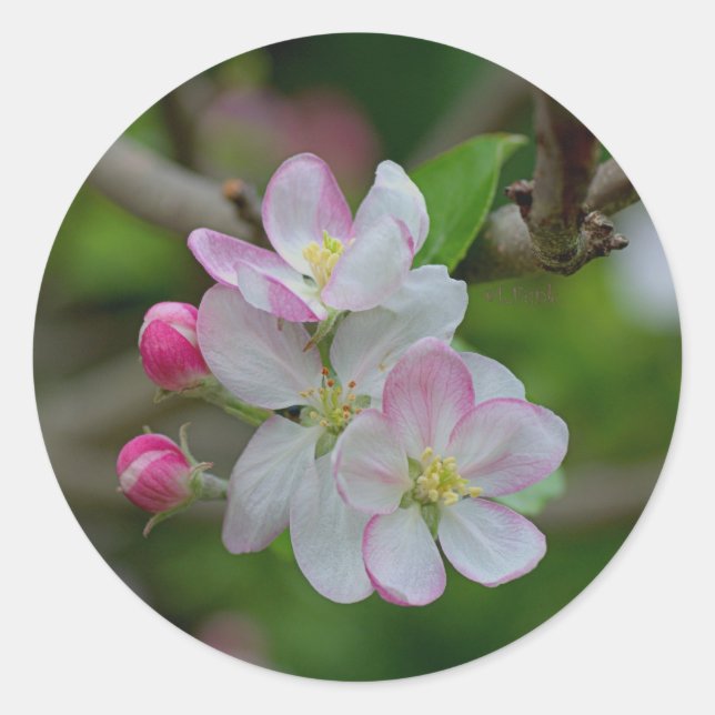 Apple Blossom Classic Round Sticker (Front)