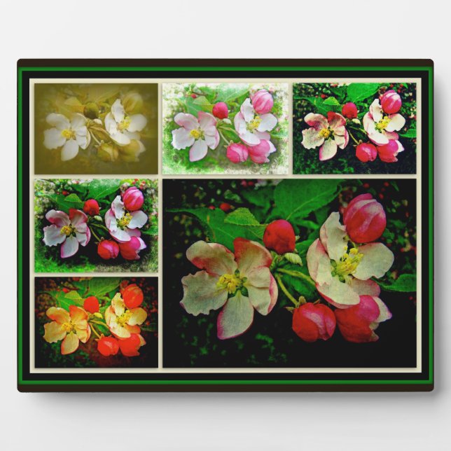 Apple Blossom Collage - Enhanced Digital Photo Plaque (Front)