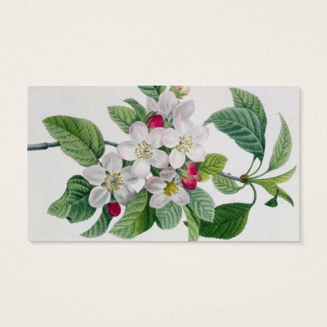 Apple Blossom, from 'Les Choix des Plus Belles (Back)