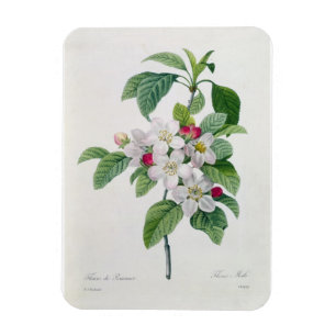 Apple Blossom, from 'Les Choix des Plus Belles Magnet