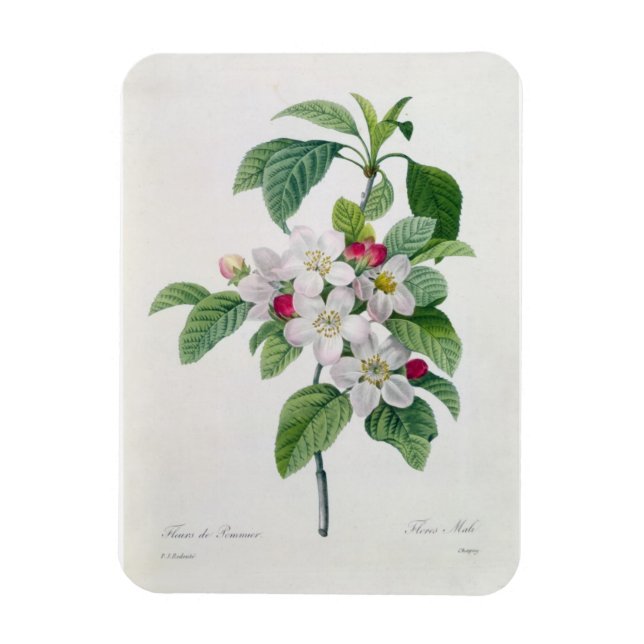 Apple Blossom, from 'Les Choix des Plus Belles Magnet (Vertical)
