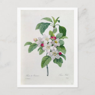 Apple Blossom, from 'Les Choix des Plus Belles Postcard