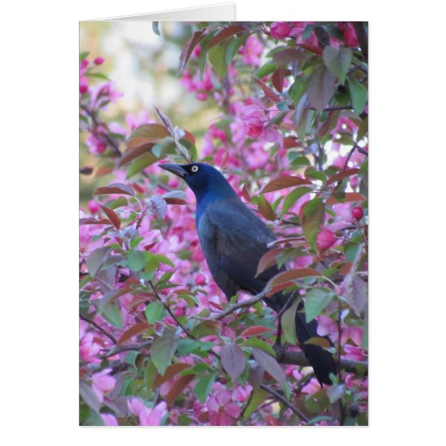 Apple Blossom Grackle (Front)