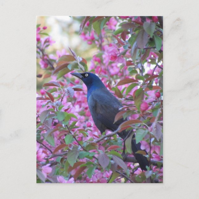 Apple Blossom Grackle Postcard (Front)