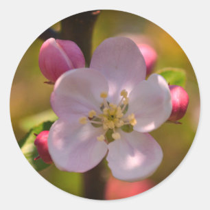 Apple Blossom in Spring Classic Round Sticker