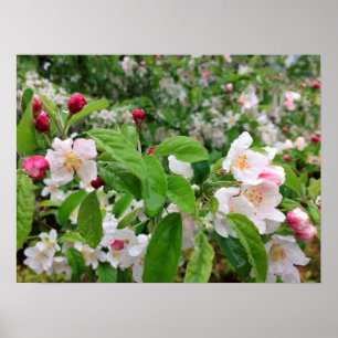Apple Blossom in the RAIN! Poster
