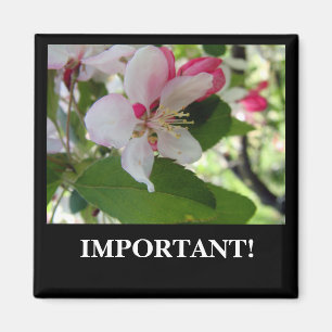 Apple Blossom Magnet