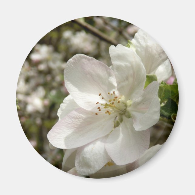 Apple Blossom Magnet (Front)