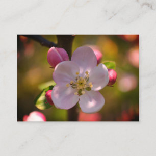 Apple blossom on a blooming branch in spring enclosure card