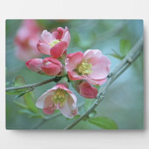 Apple Blossom #P0356 Plaque