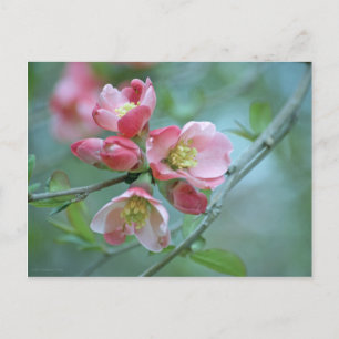Apple Blossom #P0356 Postcard