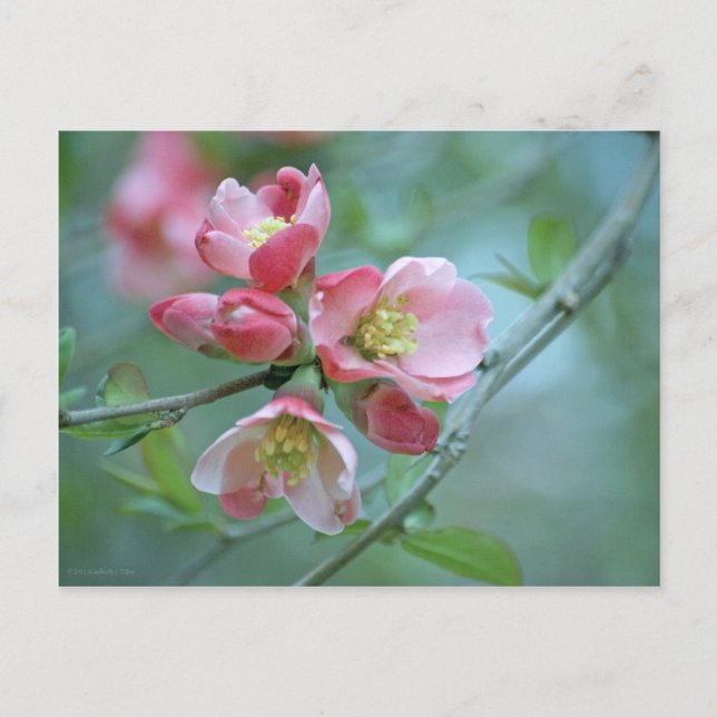 Apple Blossom #P0356 Postcard (Front)