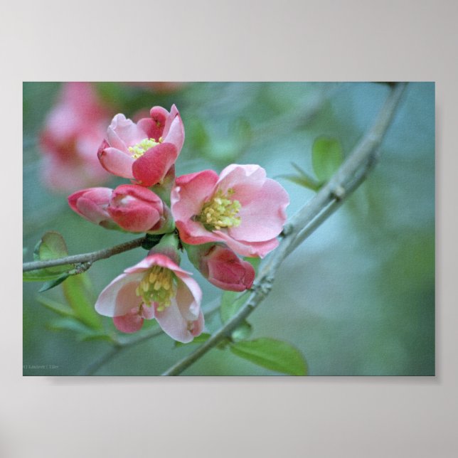 Apple Blossom #P0356 Poster (Front)