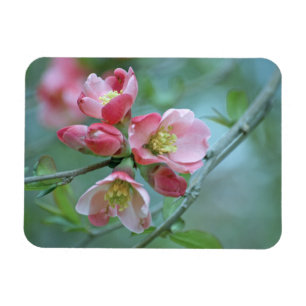 Apple Blossom #P0356 Vinyl Magnet