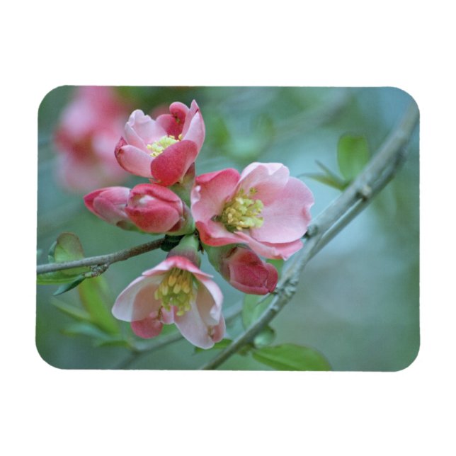 Apple Blossom #P0356 Vinyl Magnet (Horizontal)