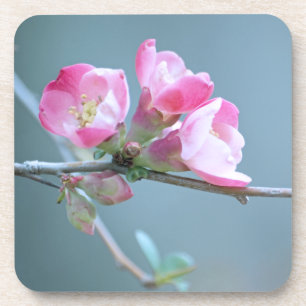 Apple Blossom #P0358 Cork Coaster