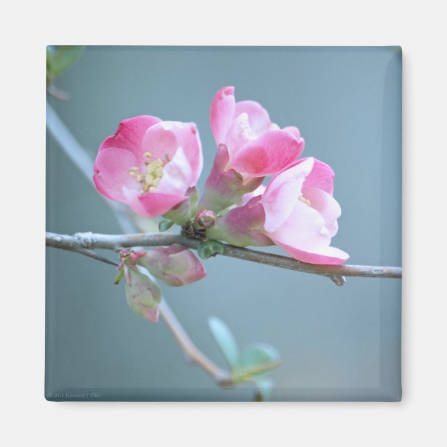 Apple Blossom #P0358 Magnet (Front)