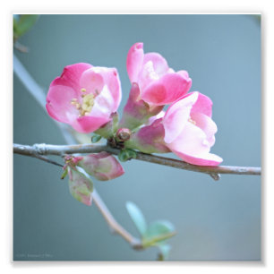 Apple Blossom #P0358 Photo Print