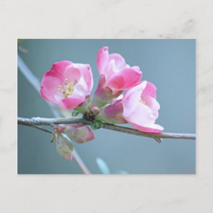 Apple Blossom #P0358 Postcard