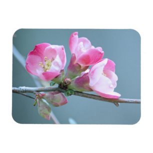 Apple Blossom #P0358 Vinyl Magnet