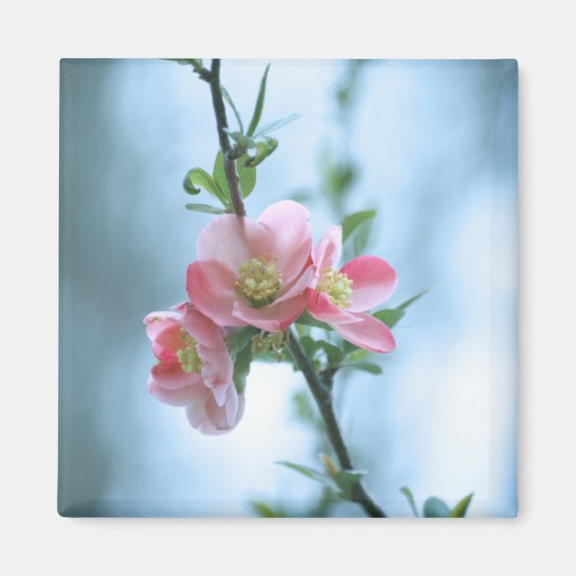 Apple Blossom #P0365 Magnet (Front)