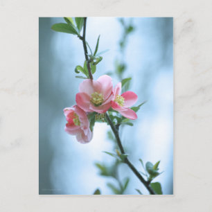 Apple Blossom #P0365 Postcard