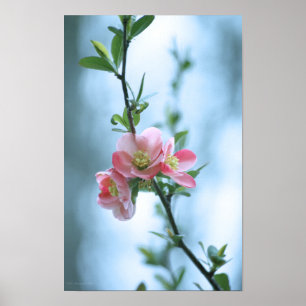Apple Blossom #P0365 Poster