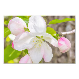 Apple Blossom Photography Print