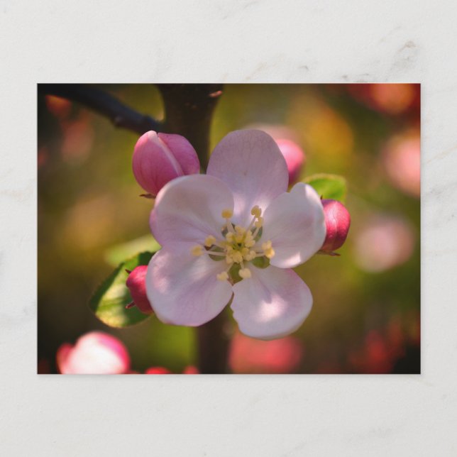 Apple Blossom Postcard (Front)