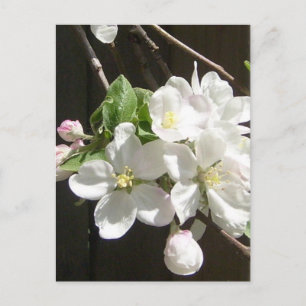 Apple Blossom Postcard
