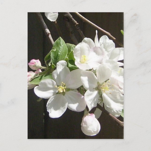 Apple Blossom Postcard (Front)