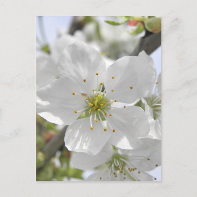 Apple Blossom Postcard (Front)