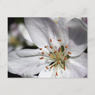 Apple Blossom - postcard