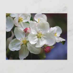Apple Blossom Postcard