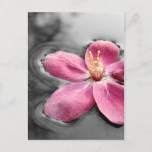 Apple Blossom Postcard