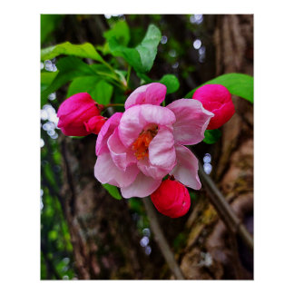 APPLE BLOSSOM  POSTER