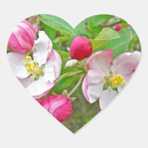 Apple Blossom Time Heart Sticker