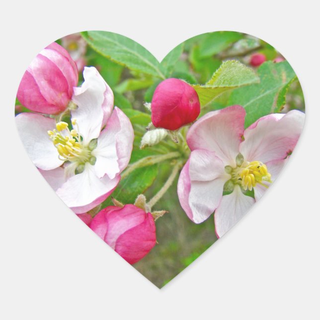 Apple Blossom Time Heart Sticker (Front)