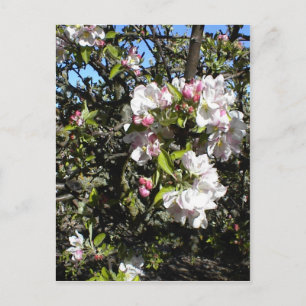 Apple Blossom Time Postcard