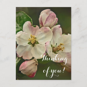 Apple Blossom Time Postcard