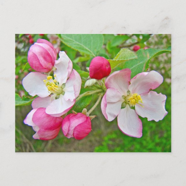 Apple Blossom Time Postcard (Front)
