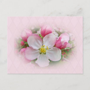 Apple Blossom Time Postcard
