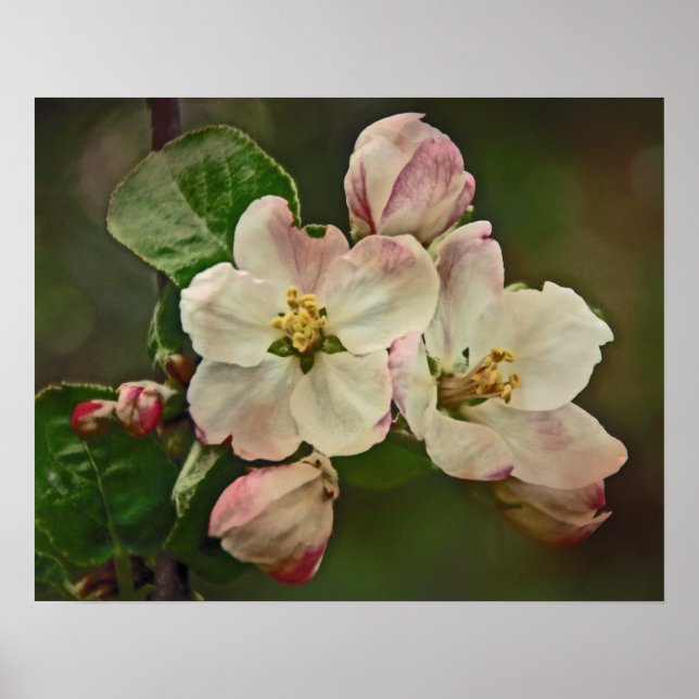 Apple Blossom Time Poster (Front)