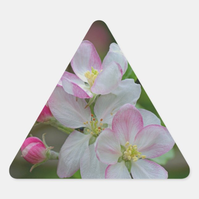 Apple Blossom Triangle Sticker (Front)
