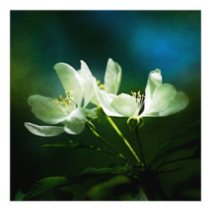 Apple Blossom - Two Flowers Photo Print