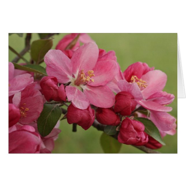 Apple Blossoms (Front Horizontal)