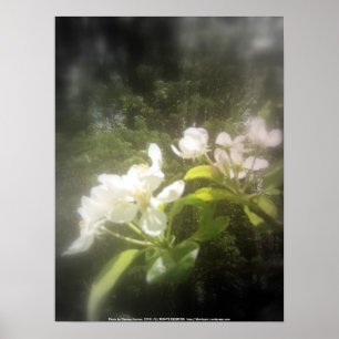 apple blossoms #2, focal black and white poster